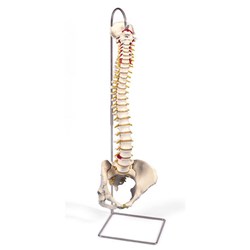 Anatomical Model Life-Size Vertebral Column with Pelvis and Stand